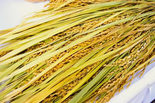稲穂 みのり,もみ,米作りの写真素材