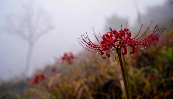 彼岸花 彼岸花の写真