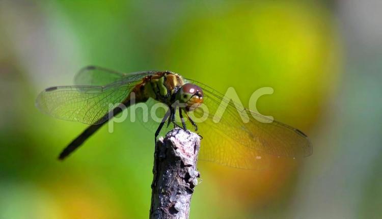 木の棒に止まる秋のトンボ　昆虫 木の棒,止まる,秋の写真素材