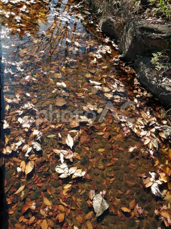 公園の川に浮かぶ落ち葉 秋,葉,自然の写真素材