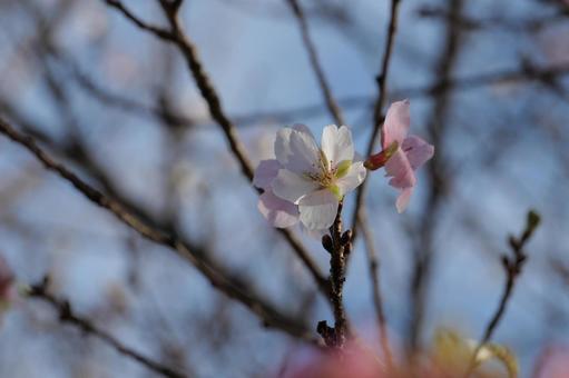 四季桜 四季桜 四季桜,桜,自然の写真素材
