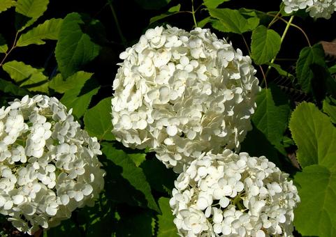 アメリカノリノキ アナベル アメリカノリノキ,亜米利加糊の木,アジサイの写真素材