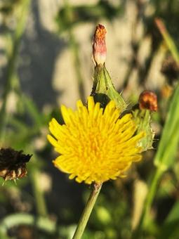 黄色い花 黄色い花の写真