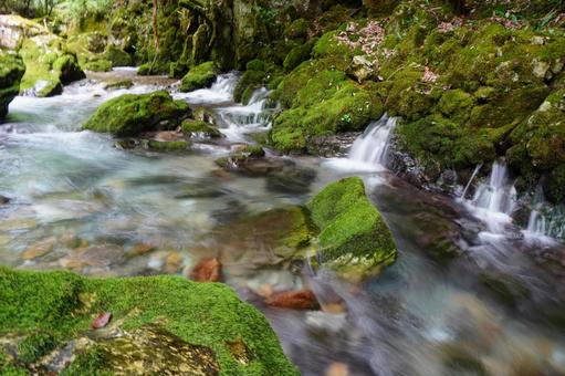 苔が美しい渓谷風景 苔が美しい渓谷風景の写真
