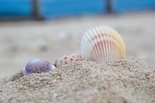 砂浜の貝殻 砂浜の貝殻の写真