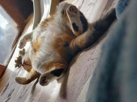 お昼寝☀️ 猫,ネコ,お昼寝の写真素材