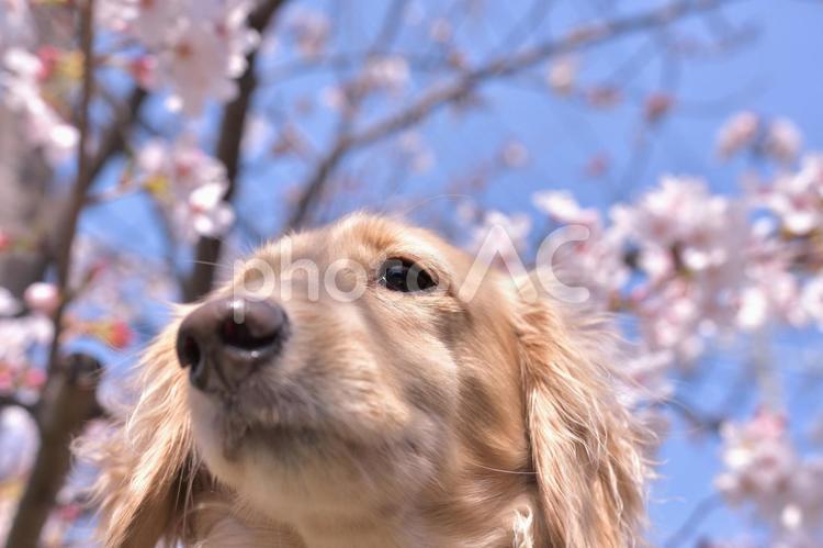 桜のお花見をする犬 風景,動物,犬の写真素材