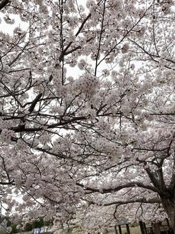 満開の桜 満開の桜の写真