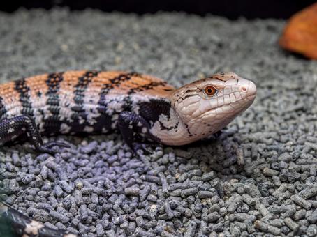 アオジタトカゲのアップ アオジタトカゲのアップの写真