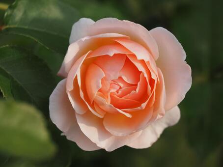 サーモンピンクのバラ　エブリン③ バラ,薔薇,花の写真素材