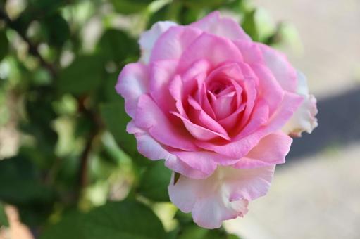 バラ園にて桃色の薔薇を撮影しました 花,薔薇,自然の写真素材