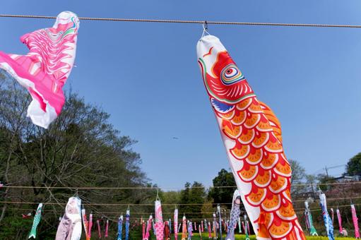 Carp streamers, JPG