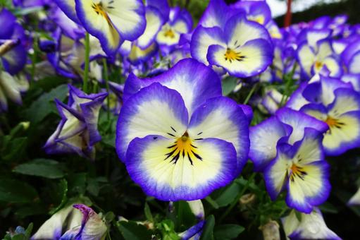 パンジー パンジーの写真