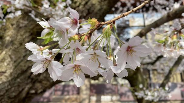 弘前七輪咲き桜 弘前七輪咲き桜の写真
