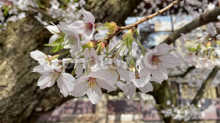 弘前七輪咲き桜 さくら,春,空の写真素材