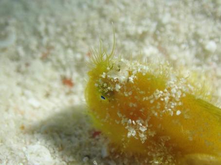 ゆるふわ生物 ゆるふわ生物の写真