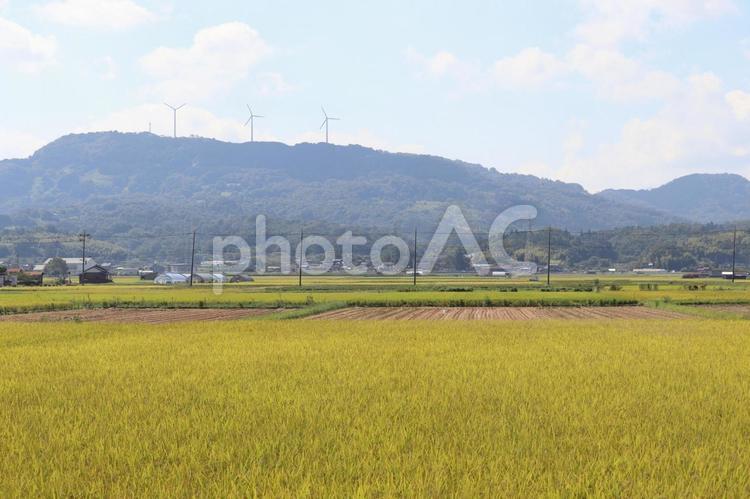風車が見下ろす刈り入れ時の田園風景 稲穂,刈り入れ,収穫の写真素材