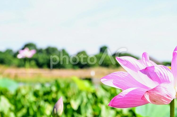 蓮の花のクローズアップ：夏の光と影 ハス,蓮の花,ピンクの写真素材