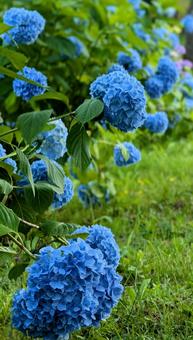 Deepening blue, shining hydrangeas, JPG Deepening blue, shining hydrangeas, JPG
