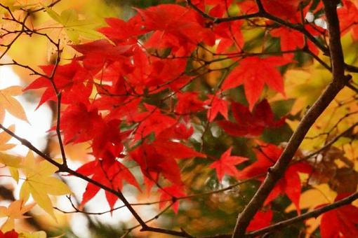 Maple leaves turning red, JPG