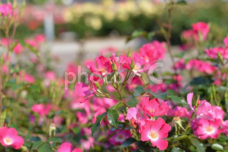 一重咲きのピンクのバラ 薔薇,バラ,ばらの写真素材