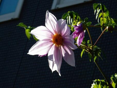 【花の写真】皇帝ダリア 皇帝ダリア,コウテイダリア,植物の写真素材
