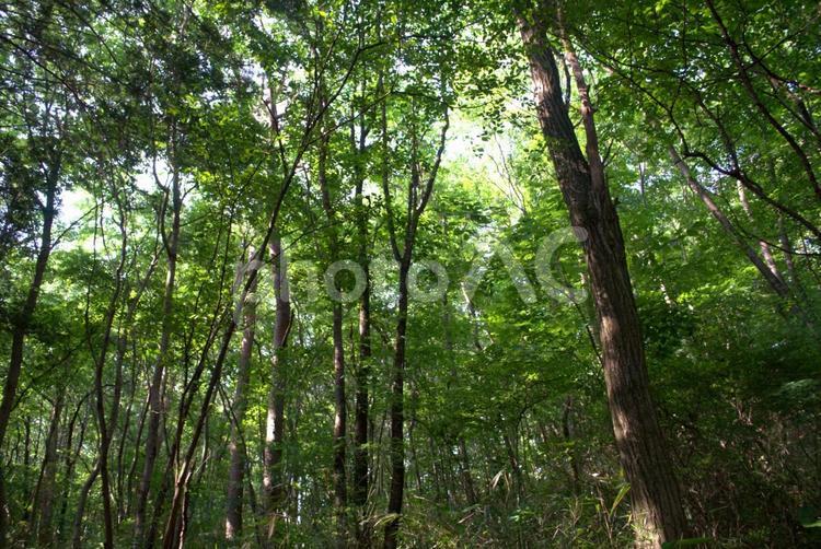 新緑が美しい初夏の森 初夏,森,新緑の写真素材