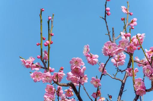 澄んだ青空に映える紅梅の花 紅梅,梅,花の写真素材
