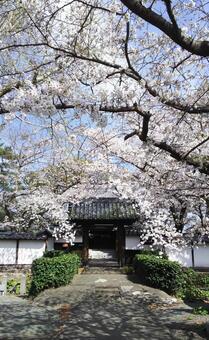 桜とお寺 桜,春,ピンクの写真素材