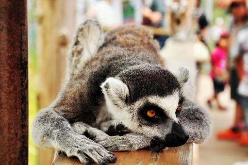Wolf lemur 1 Wolf lemur 1