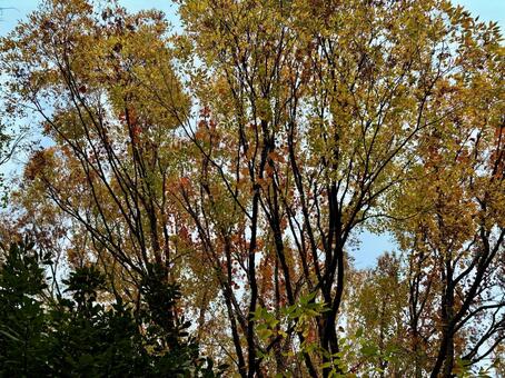青空の下、鮮やかな黄色とオレンジの紅葉﻿ 紅葉,黄葉,秋の写真素材