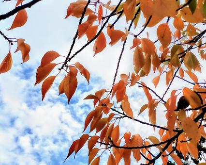 紅葉 福岡,百道浜,秋の写真素材