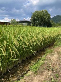 稲穂 稲穂の写真