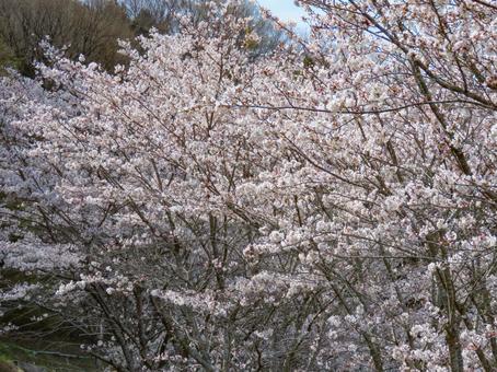 春イメージ〜満開の桜並木 春イメージ〜満開の桜並木 桜,春イメージ,花の写真素材