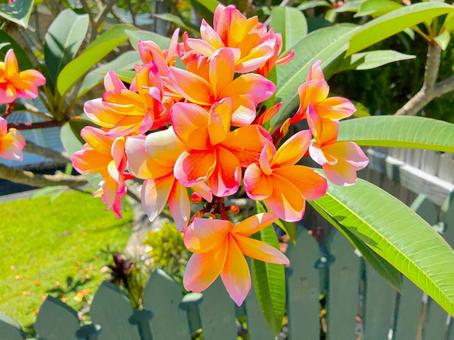 プルメリア 25 プルメリア,フランジパニ,花の写真素材