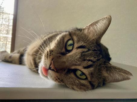 今日もアチチです… 今日もアチチです… ベロ出し,ベロ,猫の舌の写真素材