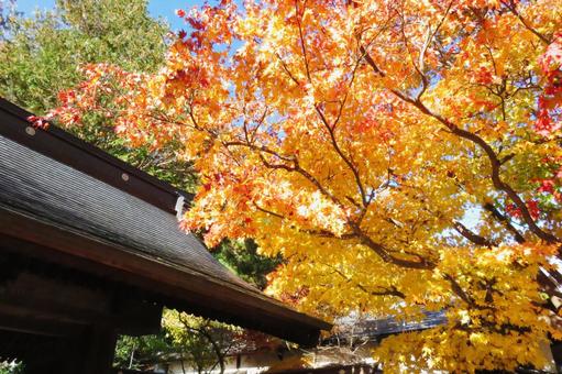 紅葉 紅葉の写真
