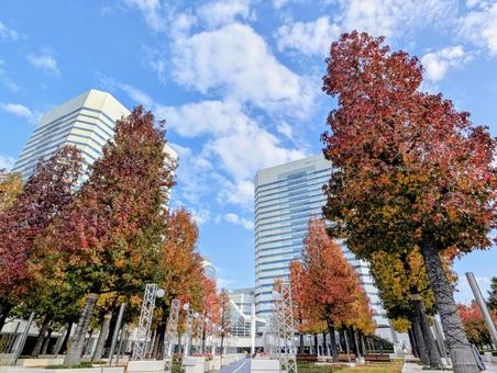 赤く色づき始めた並木―幕張テクノガーデン 並木,街路樹,紅葉の写真素材