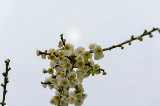 白い梅の花と冬の光 白い梅の花と冬の光の写真