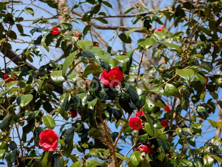 美しい椿の花 椿,赤,ピンクの写真素材