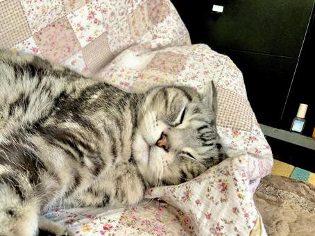猫 猫の写真