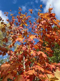 秋晴れと紅葉 秋晴れ,紅葉,青空の写真素材