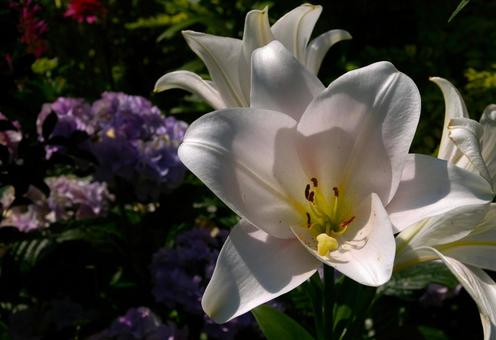 ユリ 綾瀬4 ユリ 綾瀬4 ユリ,白,花の写真素材