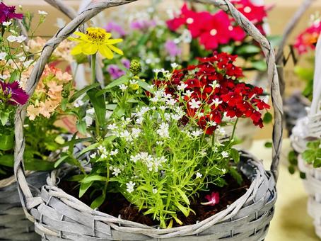 花1 ガーデニング,春,花籠の写真素材