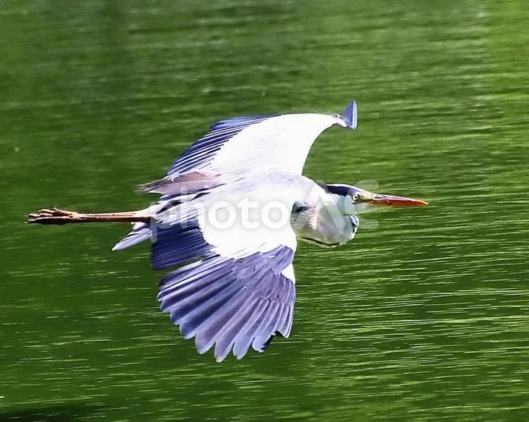 アオサギの飛行 野鳥,アオサギ,青鷺の写真素材