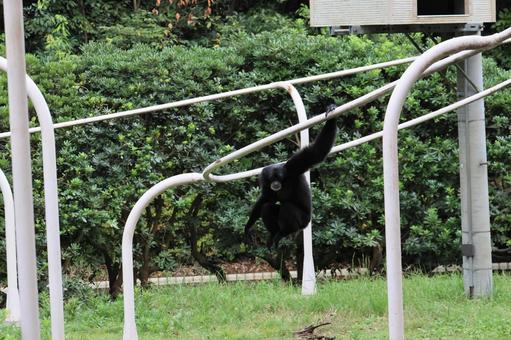 フクロテナガザル フクロテナガザル,テナガザル,猿の写真素材