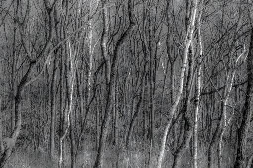 霞む森の風景、ソフトフォーカス効果 森,樹木,幹の写真素材