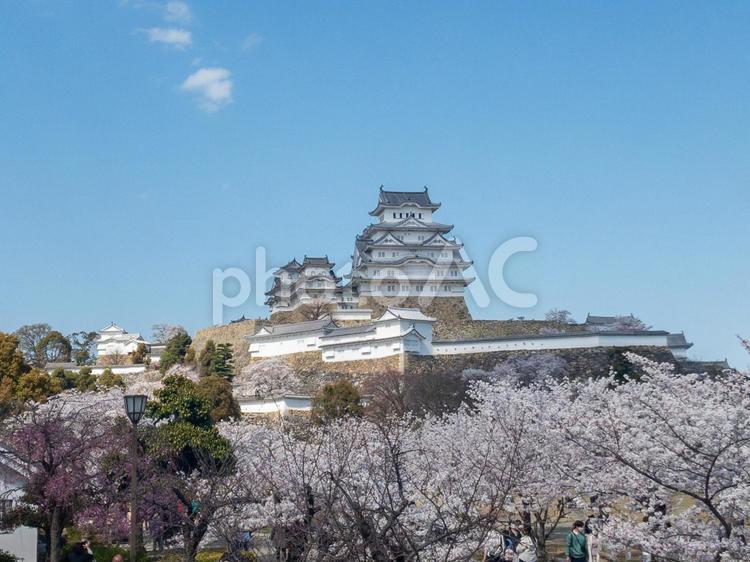 姫路城と桜12 世界遺産,姫路城,桜の写真素材