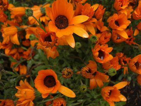 African marigold, JPG African marigold, JPG