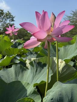 蓮の花8 蓮の花8 蓮,蓮の花,古代蓮の里の写真素材
